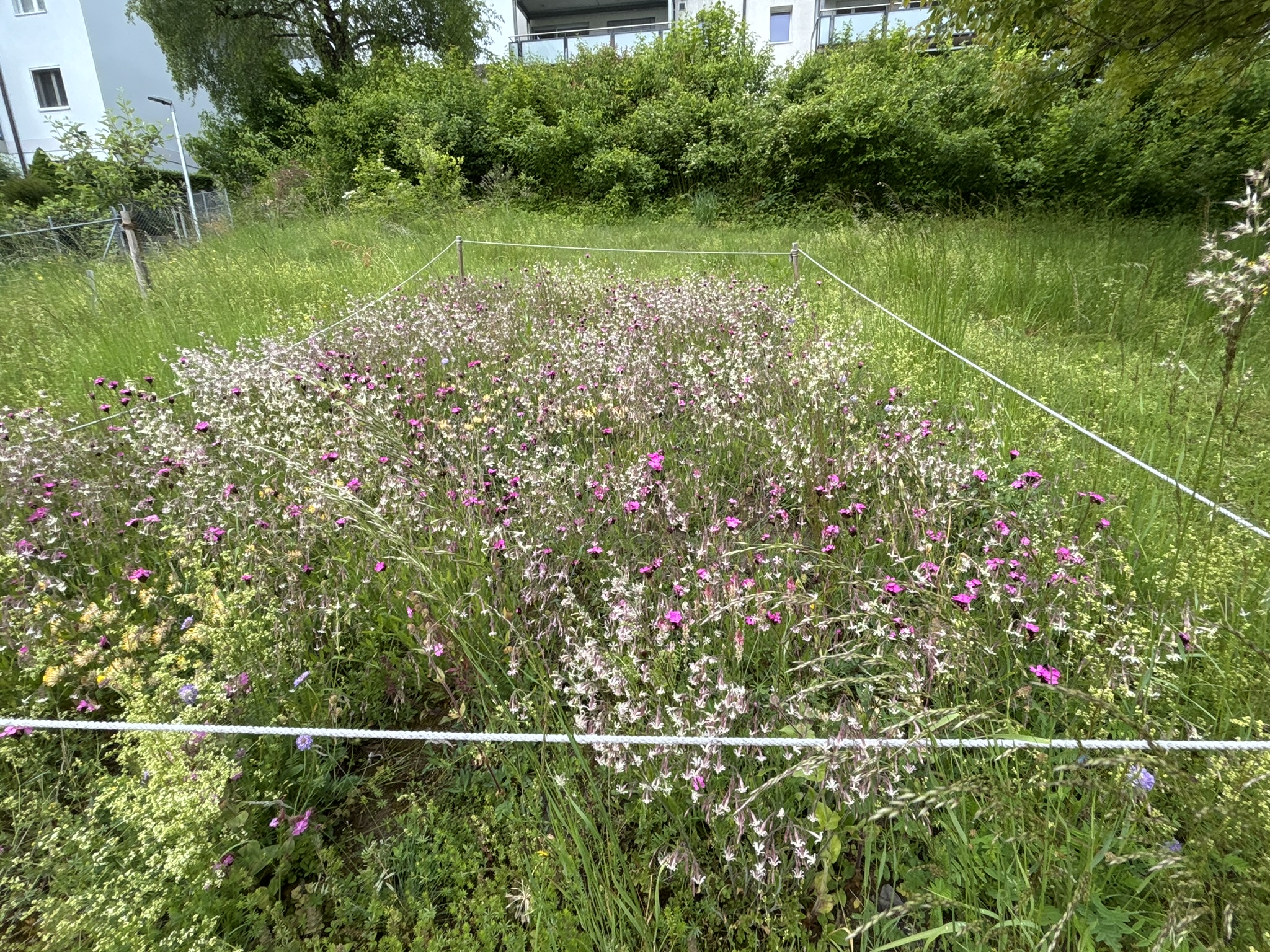 Blumenwiese Kirchenareal Toffen