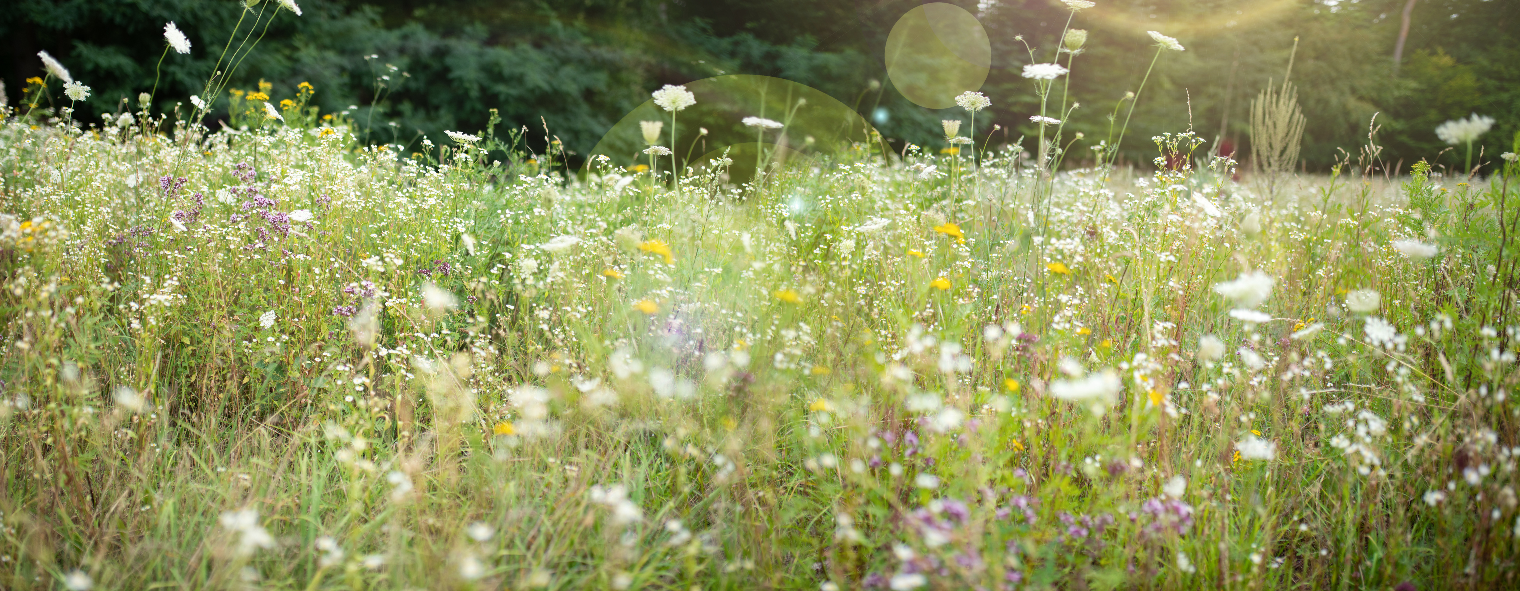 Blumenwiese