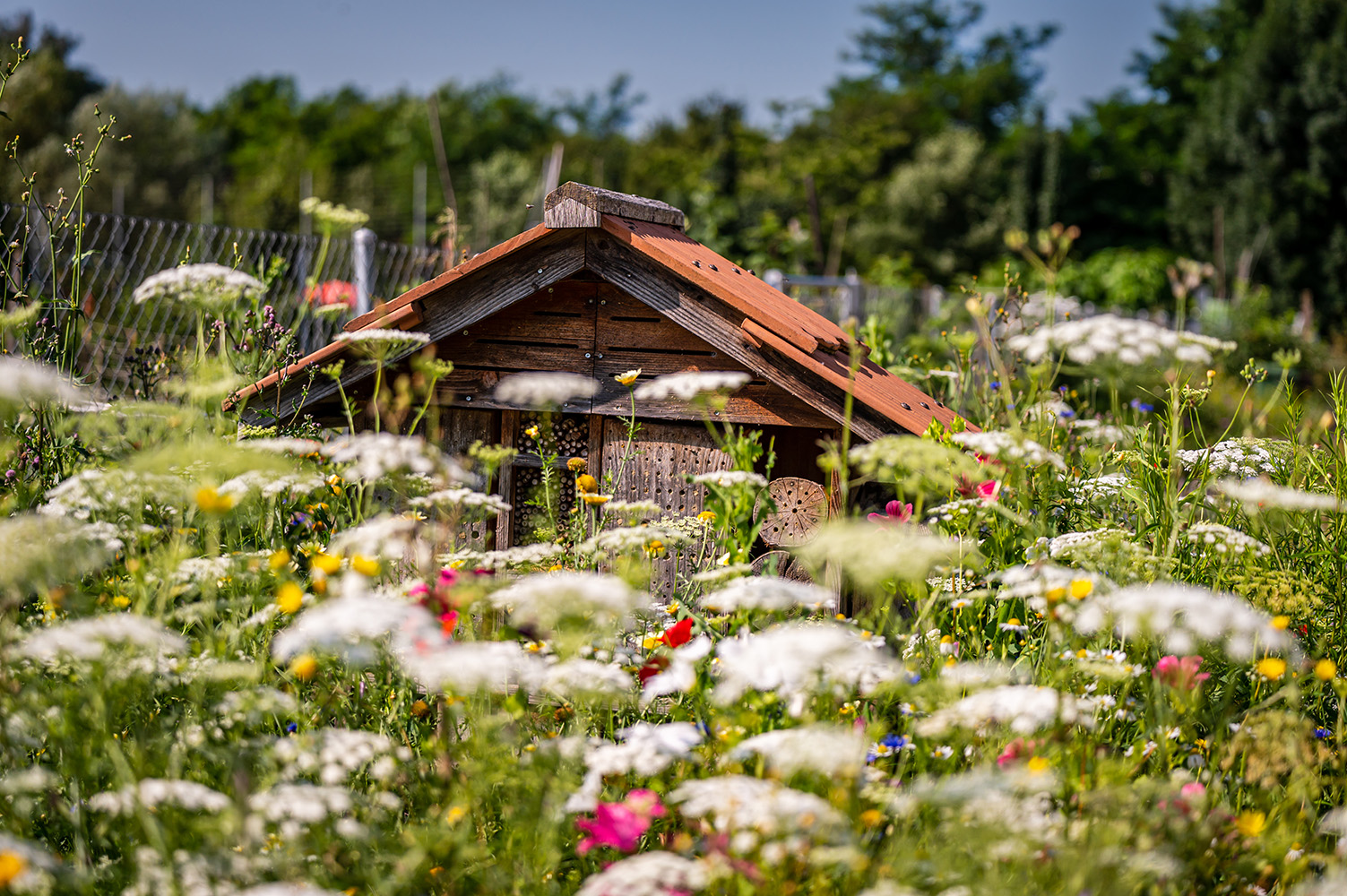 Bienenhaus mit Blumenwiese