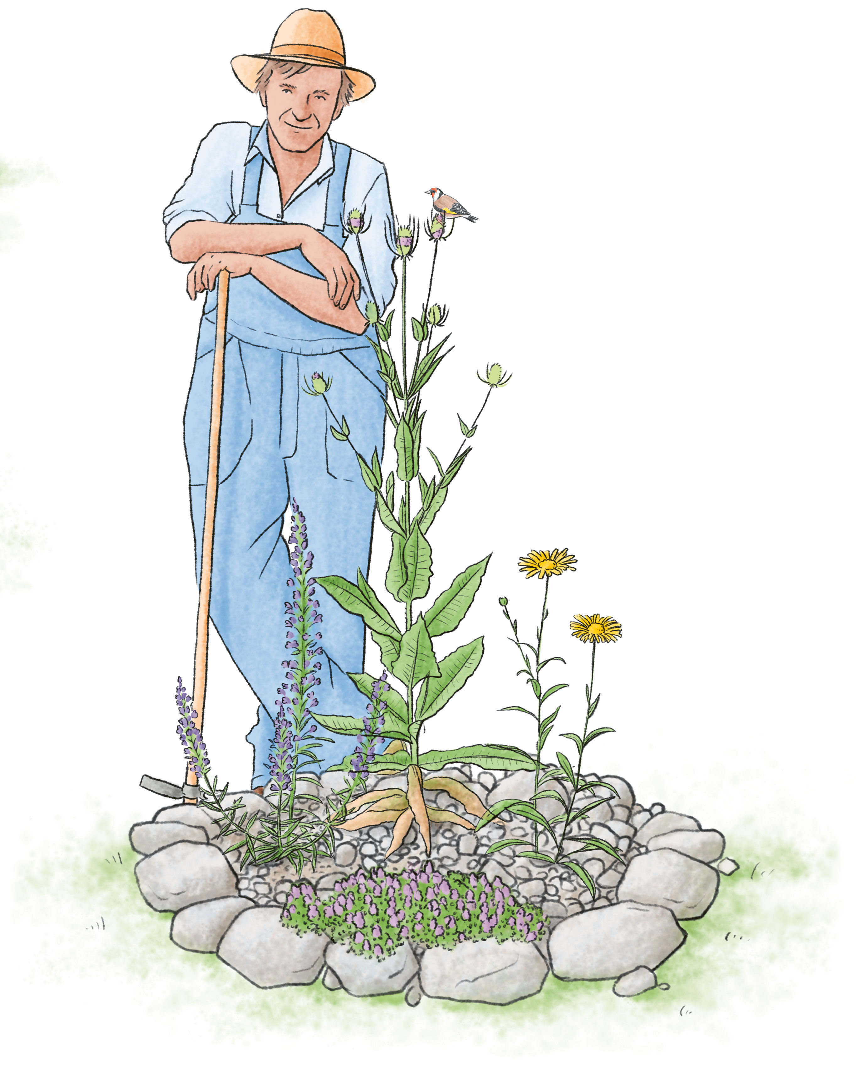 Ruderalflächen Zeichnung