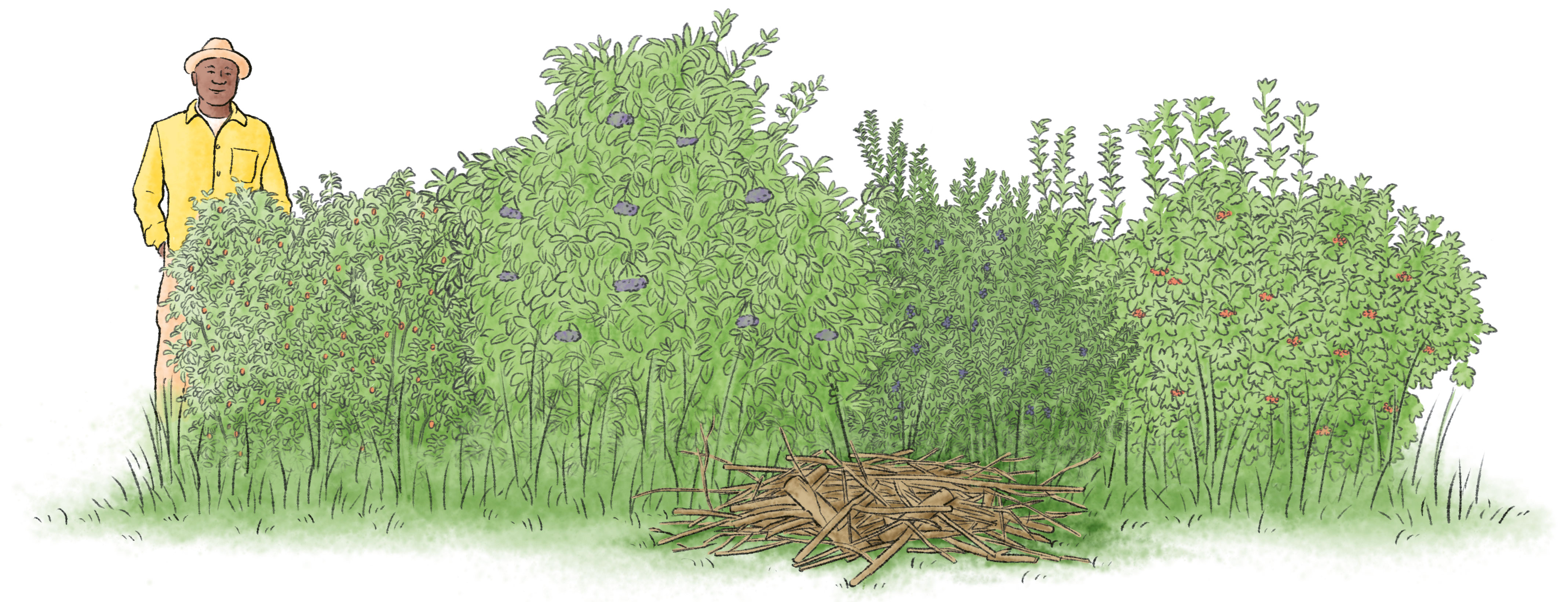 Wildsträucher Zeichnung