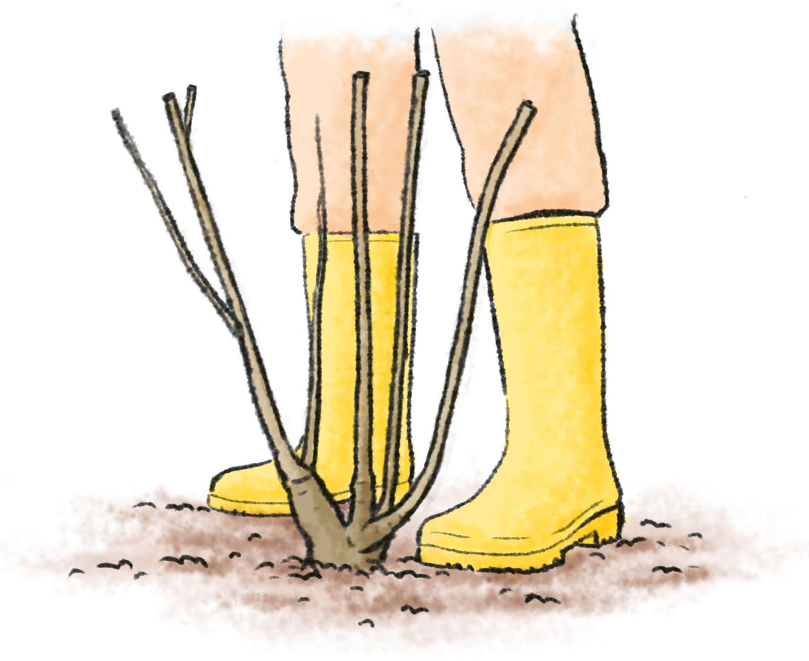 Stäucher pflanzen Zeichnung