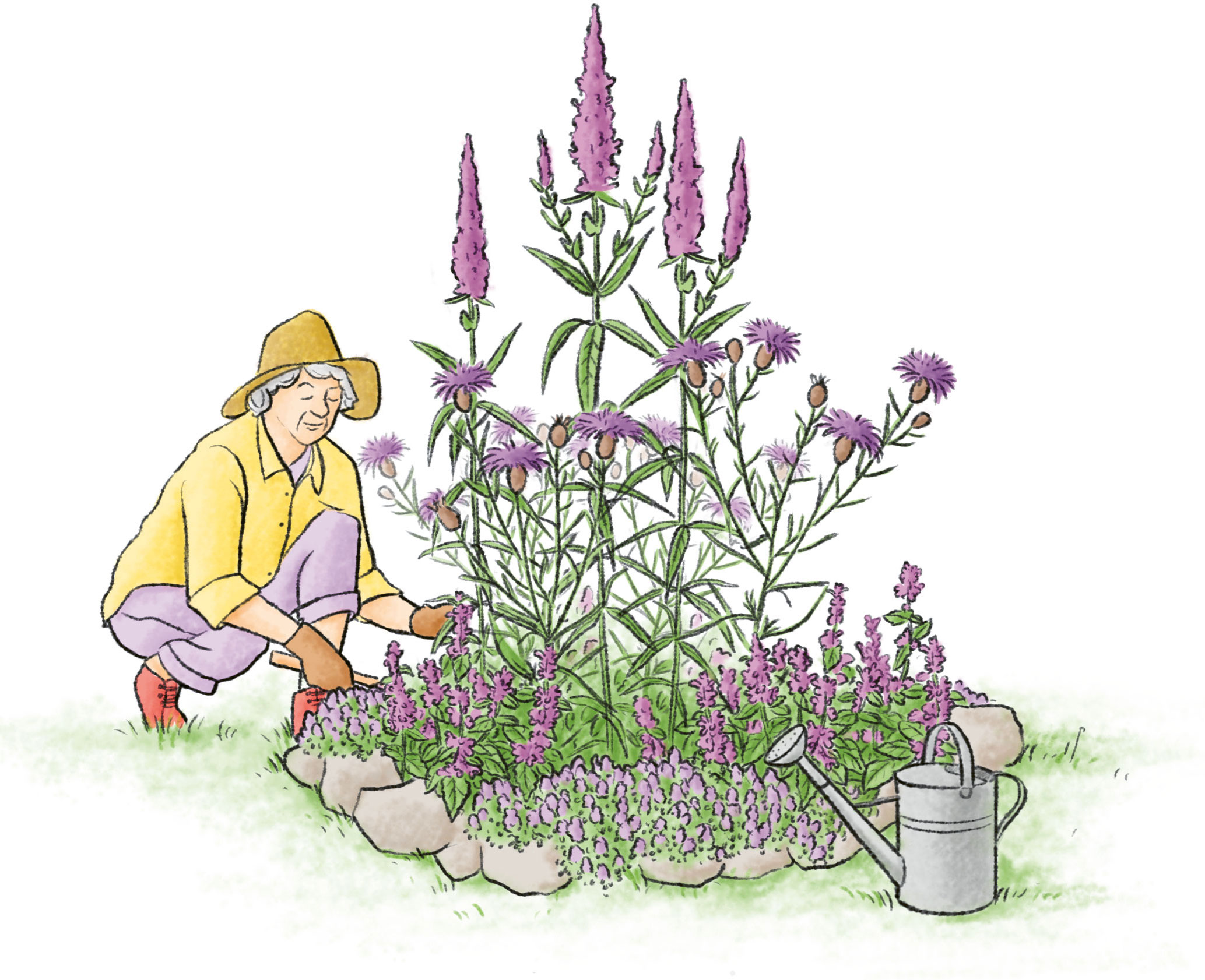 Grafik Wildstauden pflanzen